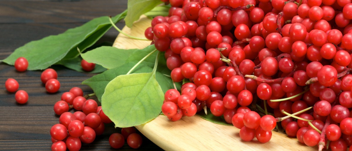 Frische Schisandra Beeren