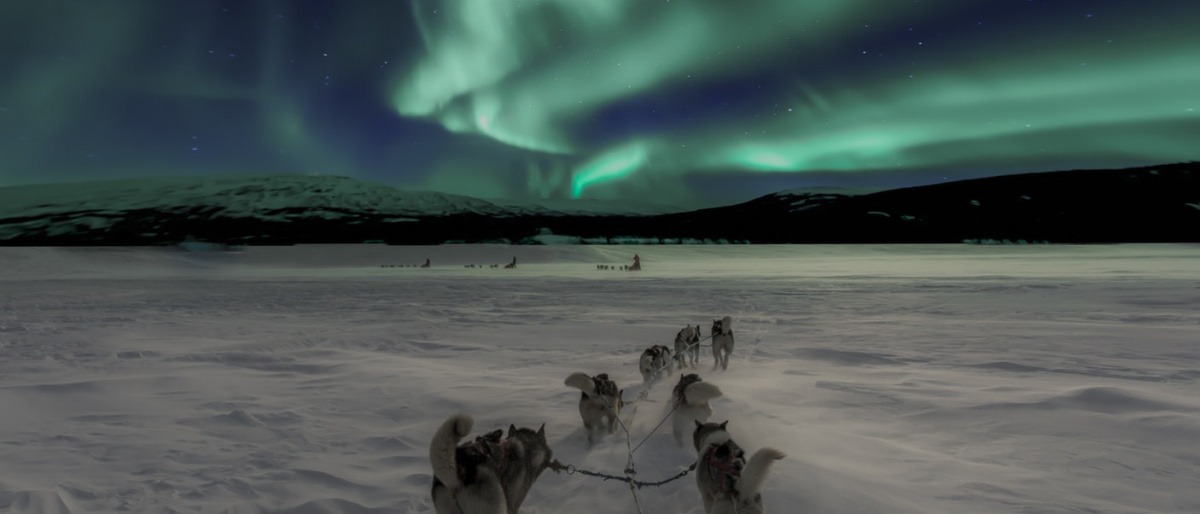Schlittenhunde ziehen einen Schlitten, im Hintergrund sind Polarlichter
