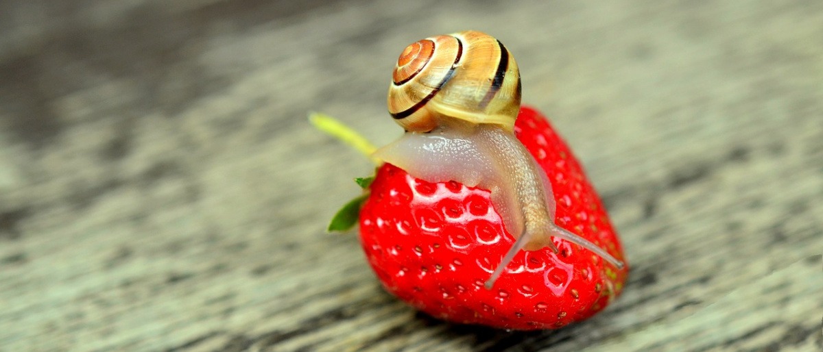 Schnecke auf einer Erdbeere