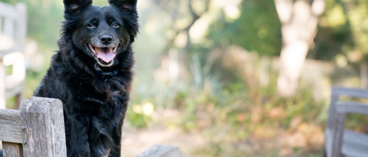 Ein schwarzer Hund sitzt auf einer Bank