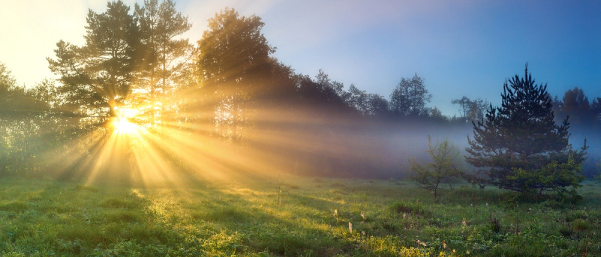 Auf einer Lichtung in einem Waldstück geht die Sonne hinter den Baumkronen auf. Die dadurch gebrochenen Lichtstrahlen fallen auf ein Feld im Vordergrund.