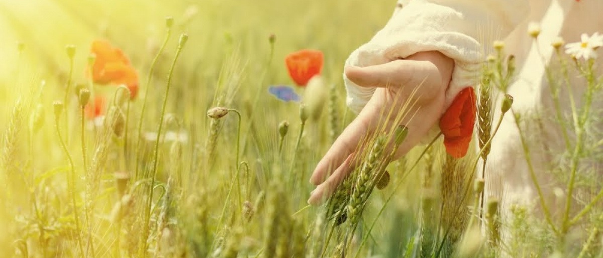 Eine Hand streicht durch ein Blumenfeld.