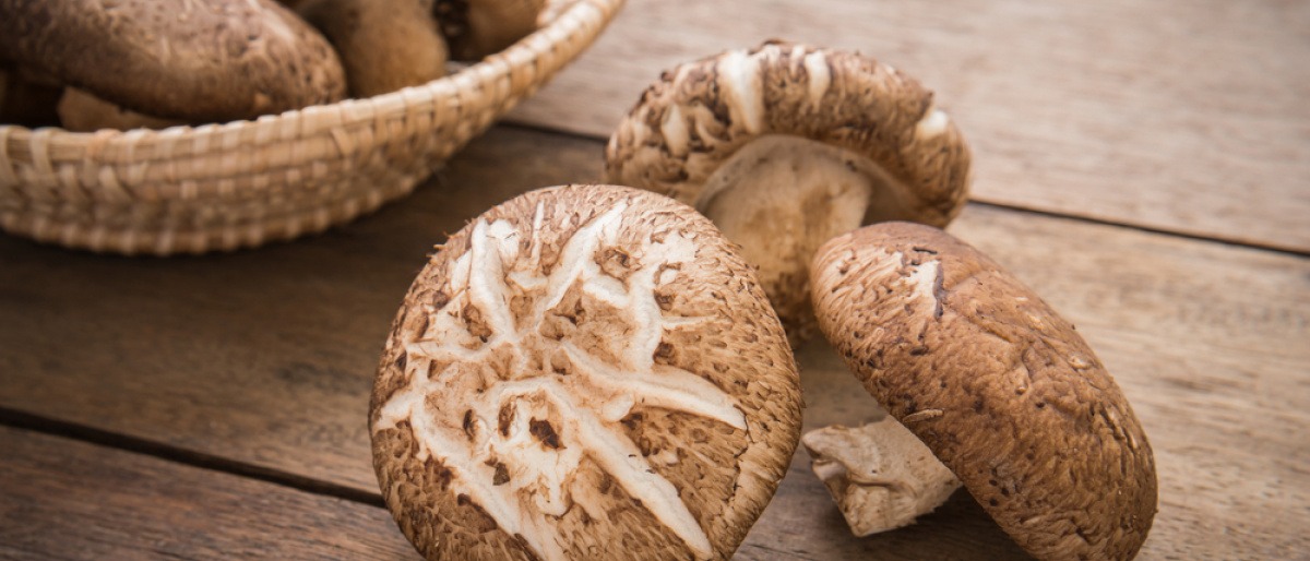 Einige Shiitake Pilze liegen nebeneinander