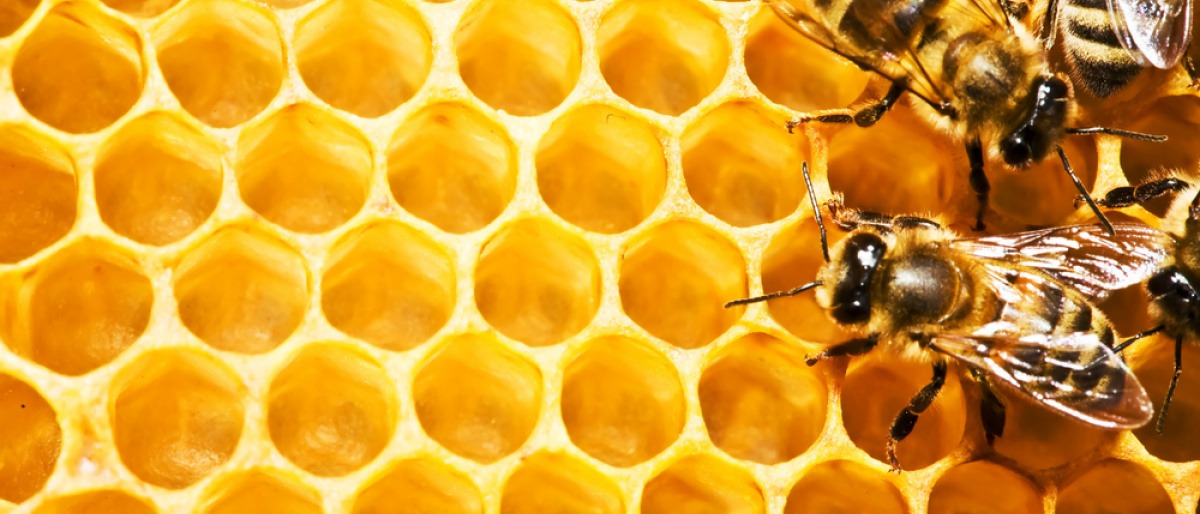 Von den Bienen kommen die wertvollen Stoffe für das Gelee Royale