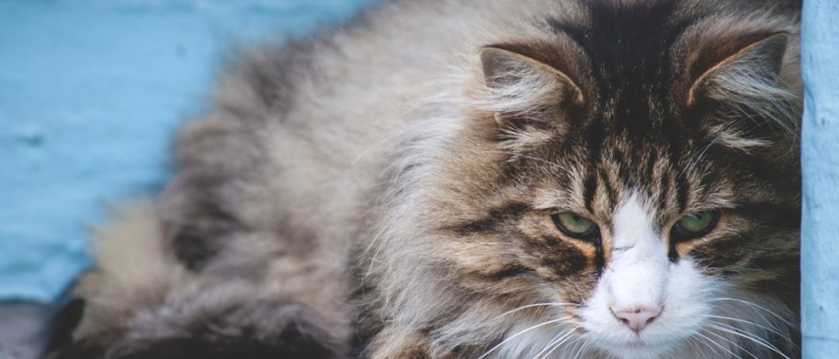 Eine Langhaarkatze hat ein stumpfes Fell