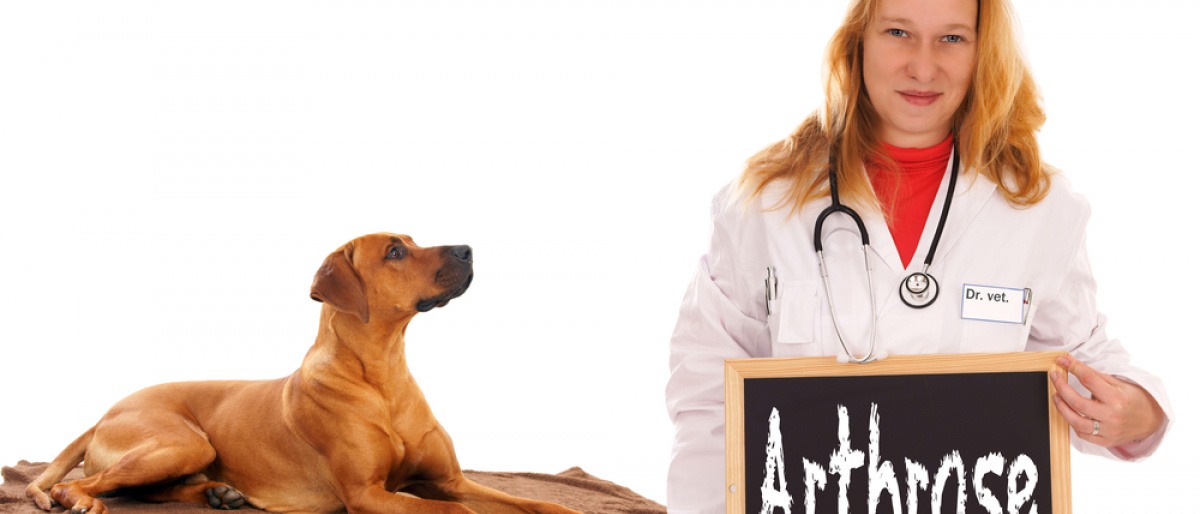 Ein Tierarzt hat bei einem braunen Hund Arthrose diagnostiziert