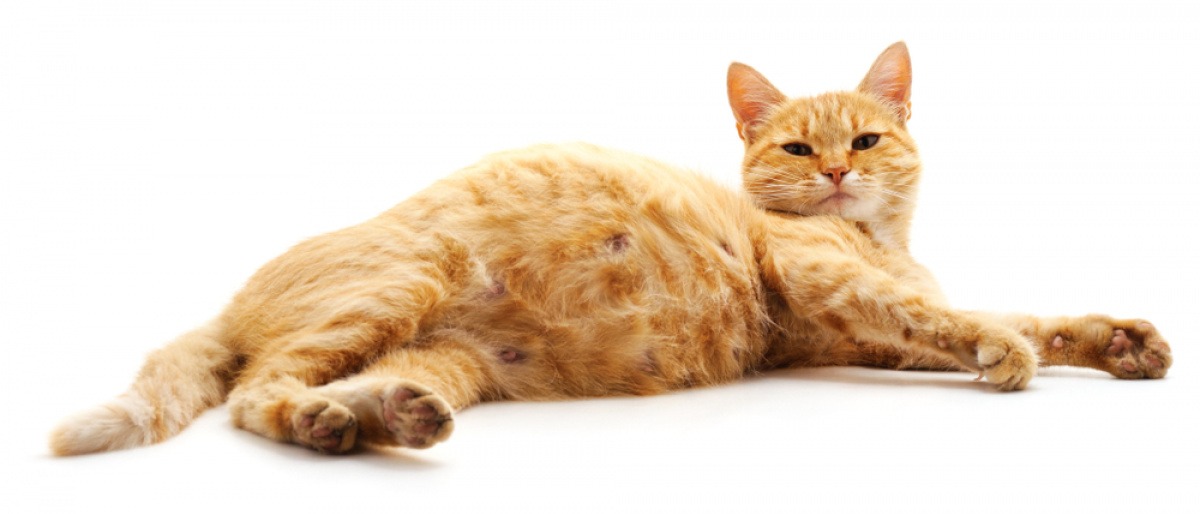 Trächtige Katze liegt auf dem Rücken.