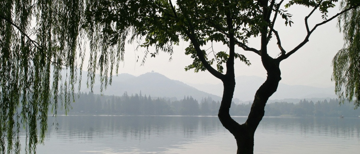 Eine Trauerweide steht vor einem See