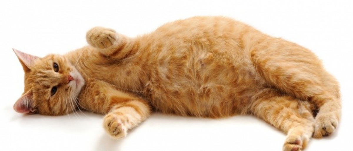 Eine Katze mit Übergewicht liegt auf der Seite
