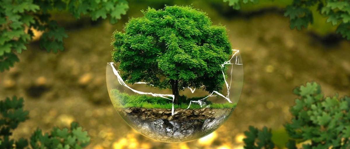 Ein Baum in einer zerbrochenen Glaskugel als Zeichen für Umweltschutz