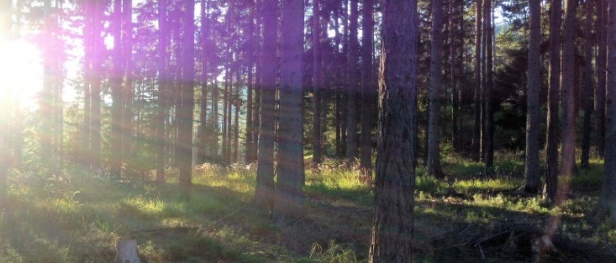 In einem Wald sind Wurzeln zu sehen