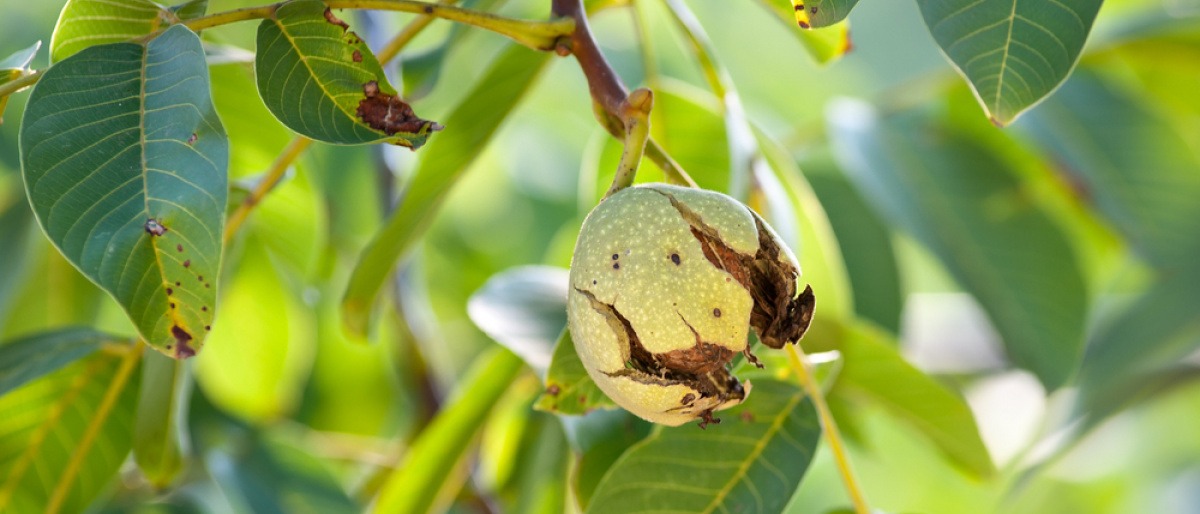 Auf einem Baum hängt eine Walnuss
