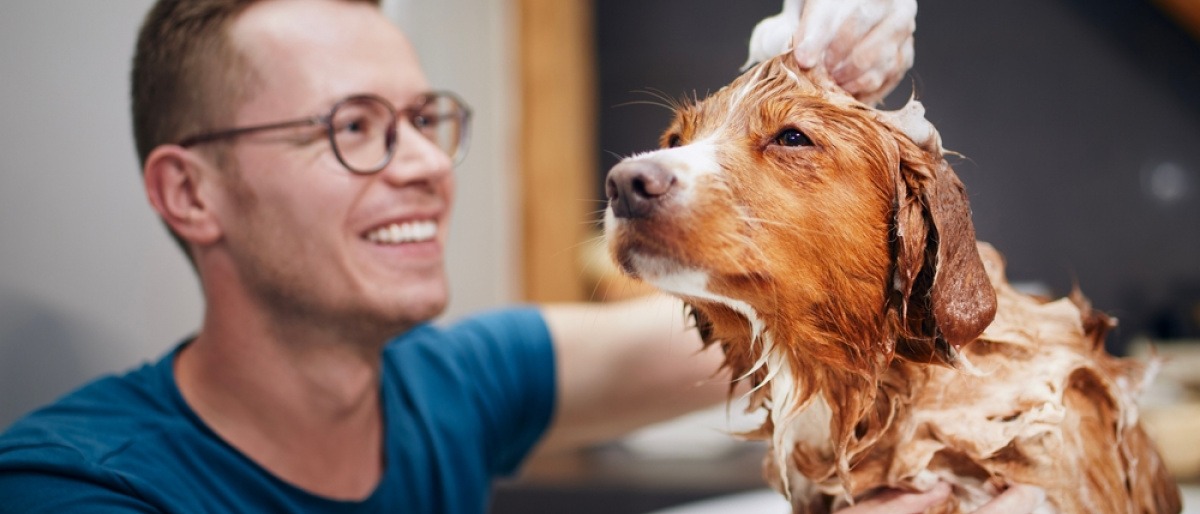Wie oft Hund baden - Mann badet seinen Hund in einem Schaumbad. 