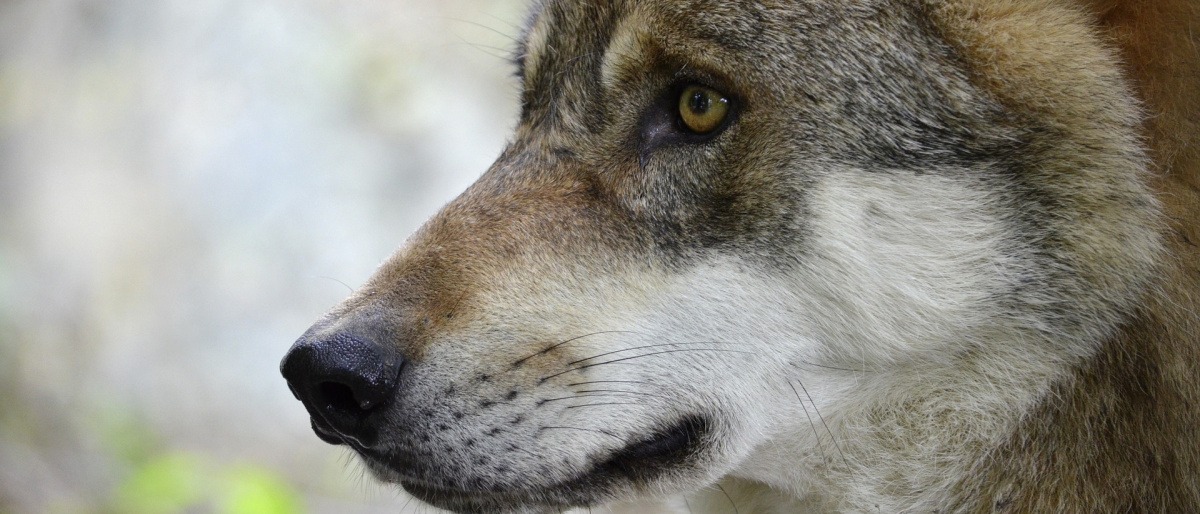 Ein Wolf schaut