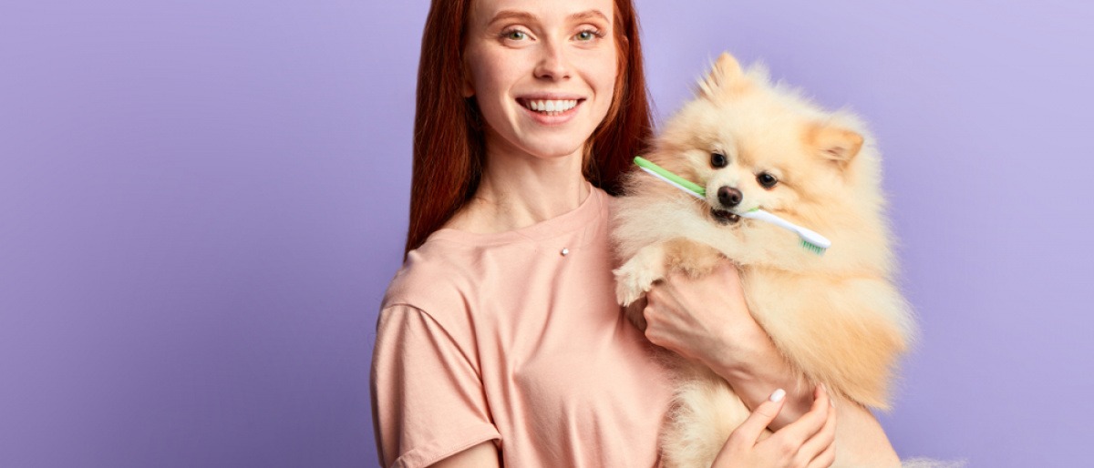 Hund mit Zahnbürste zwischen den Zähnen