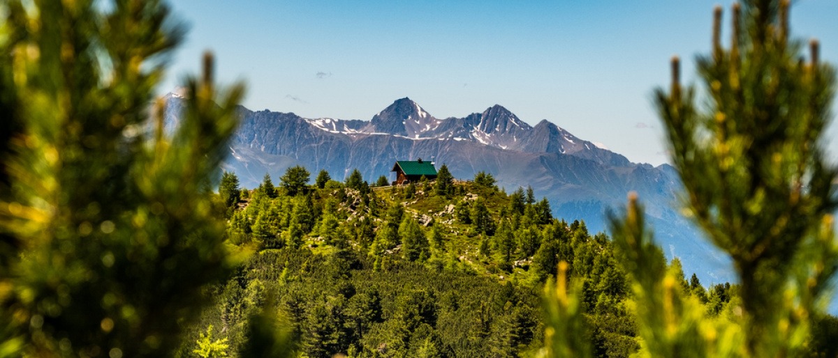 Hütte in einem Wald von Zirben