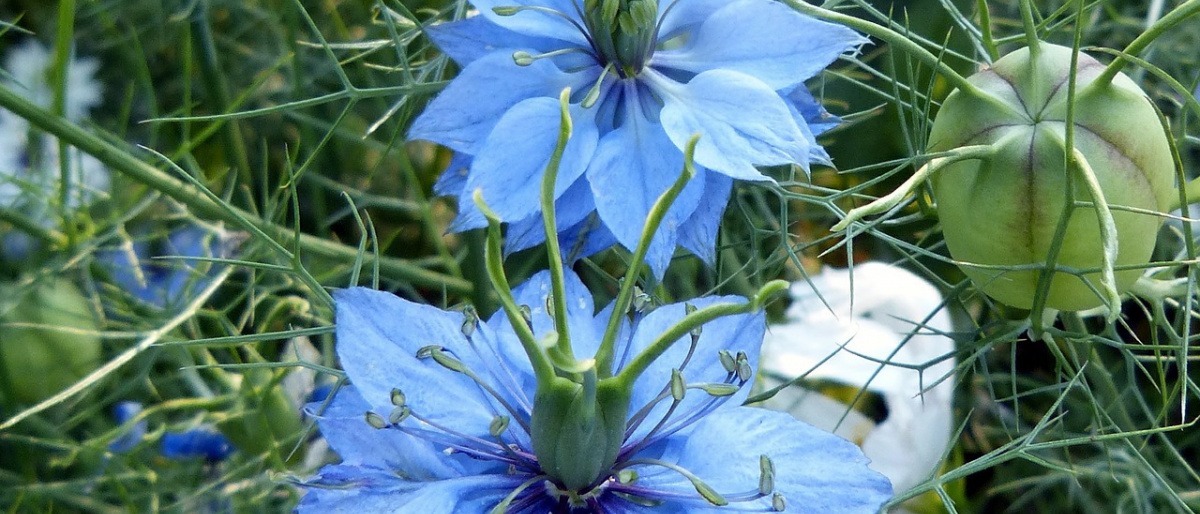 Blaue Blüten von Schwarzkümmel blühen. Bei den Blüten sieht man die Kerne