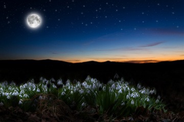 Vollmond im Hintergrund, Schneeglöckchen im Vordergrund