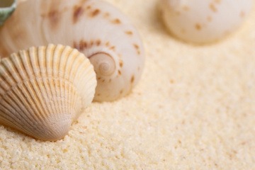 Muscheln am Strand