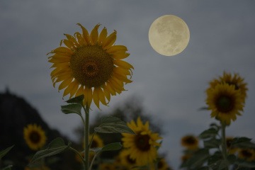 Sonnenblume bei Vollmond im August 2023