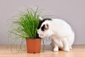 Katze frisst Gras aus einem Topf