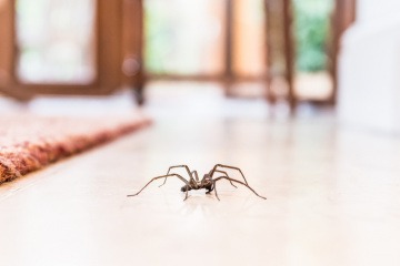 Spinne in Haus.