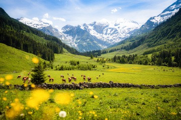 Weide mit Rindern in den Hohen Tauern