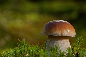 Steinpilz im Wald