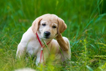 Hund in der Wiese kratzt sich wegen Heuschnupfen 