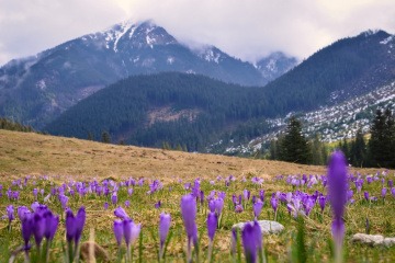 Berge und Wiese mit Krokussen zu Neumond im März 2024