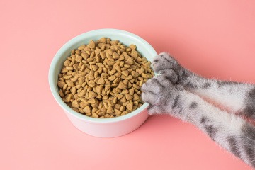 Katzen schiebt Trockenfutter weg