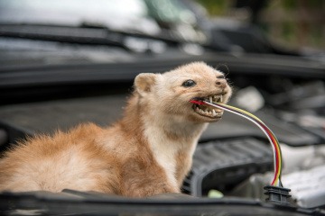 Marder als unerwünschtes Haustier knabbert an einem Kabel