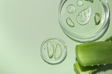 Aloe Vera Pflanze