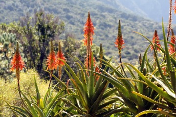 Aloe Ferox