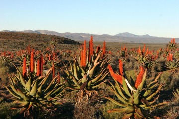 Aloe Ferox Pflanze wächst in Südafrika