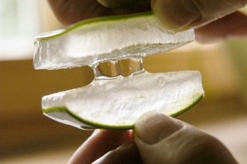 Aloe Vera geschnitten