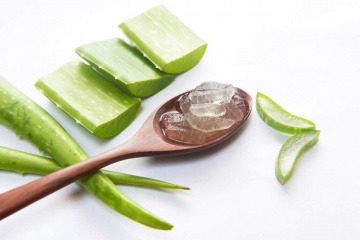 Aloe Vera Blatt mit Gel