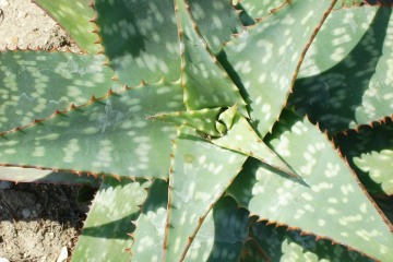 Eine Aloe Vera ist zu sehen