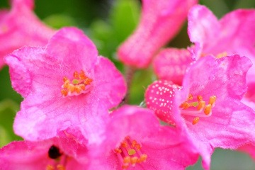 Die Alpenrose wird für die Stammzellen Kosmetik gerne genutzt