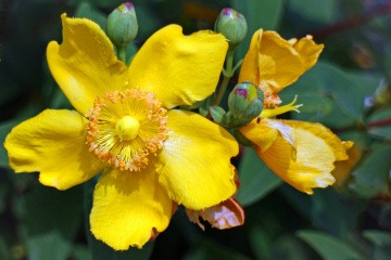 Die Blüte zur Anwendung Johanniskraut (Hypericum perforatum, Hyperiaceae) ist zu sehen