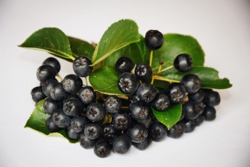 Aroniabeeren liegen auf hellem Hintergrund