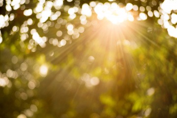 Ein Baumkrone durch die die Sonne scheint
