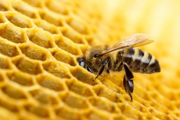 Bienenwachs Entstehung