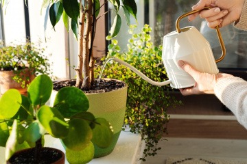 Frau gießt Wasser in den Blumentopf mit Schimmel