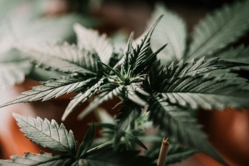 Cannabispflanze