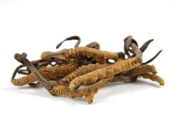 Chinesischer Raupenpilz