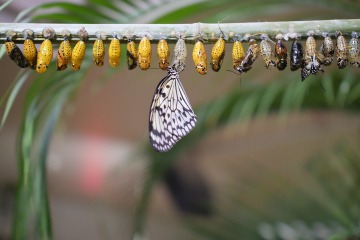 Ein Schmetterling schlüpft aus einem Cocon