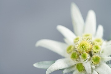 Blüte einer Edelweiß 