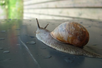 Eine Schnecke kriecht und repräsentiert Entschleunigung