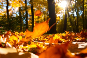 Ein buntes Blatt fällt vom Baum